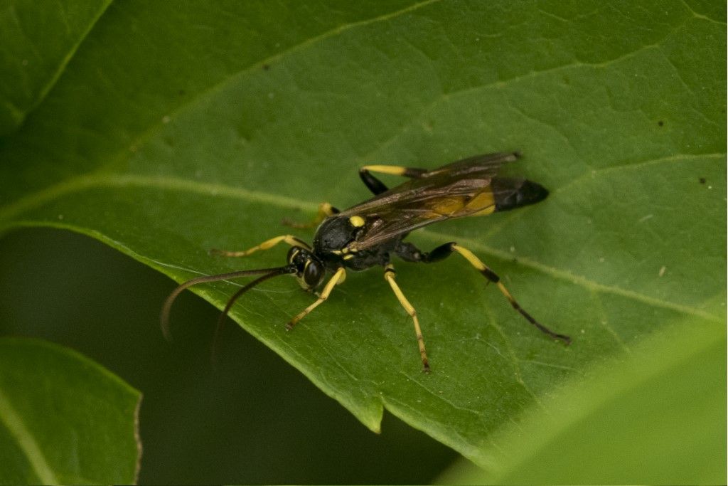 Hymenoptera (Ichneumonidae) da determinare