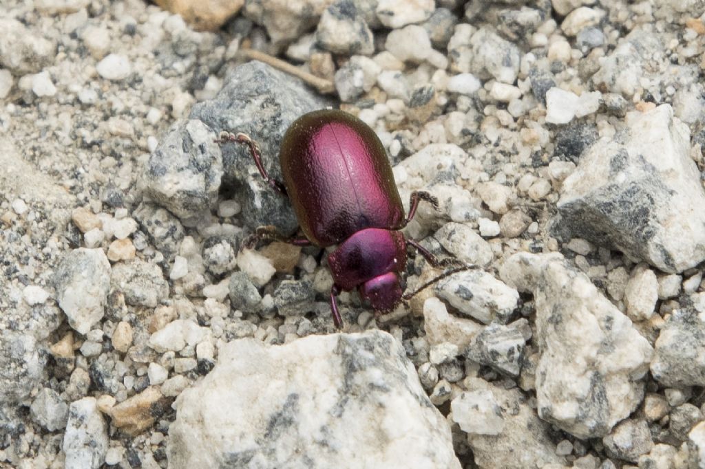 Chrysomelidae: Oreina sp.