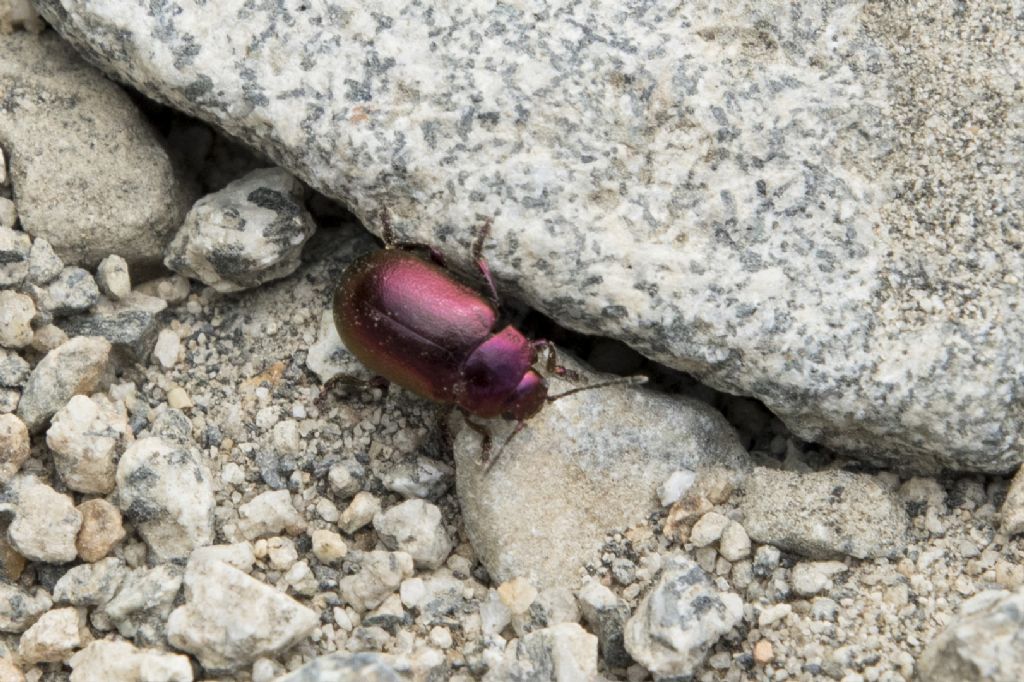 Chrysomelidae: Oreina sp.