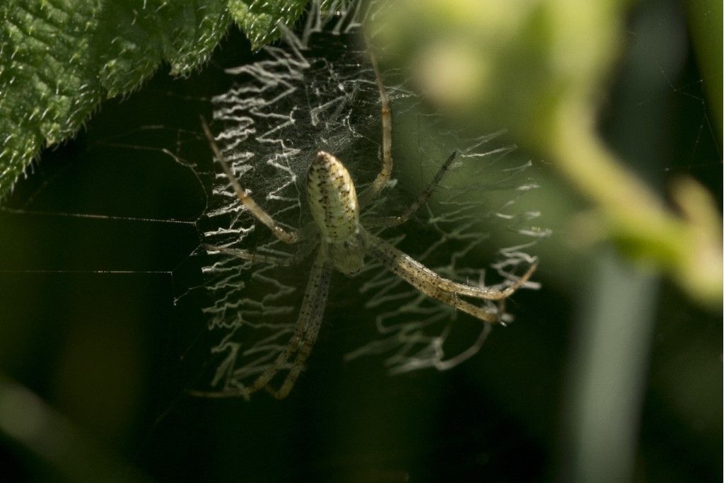 Argiope bruennichi ?