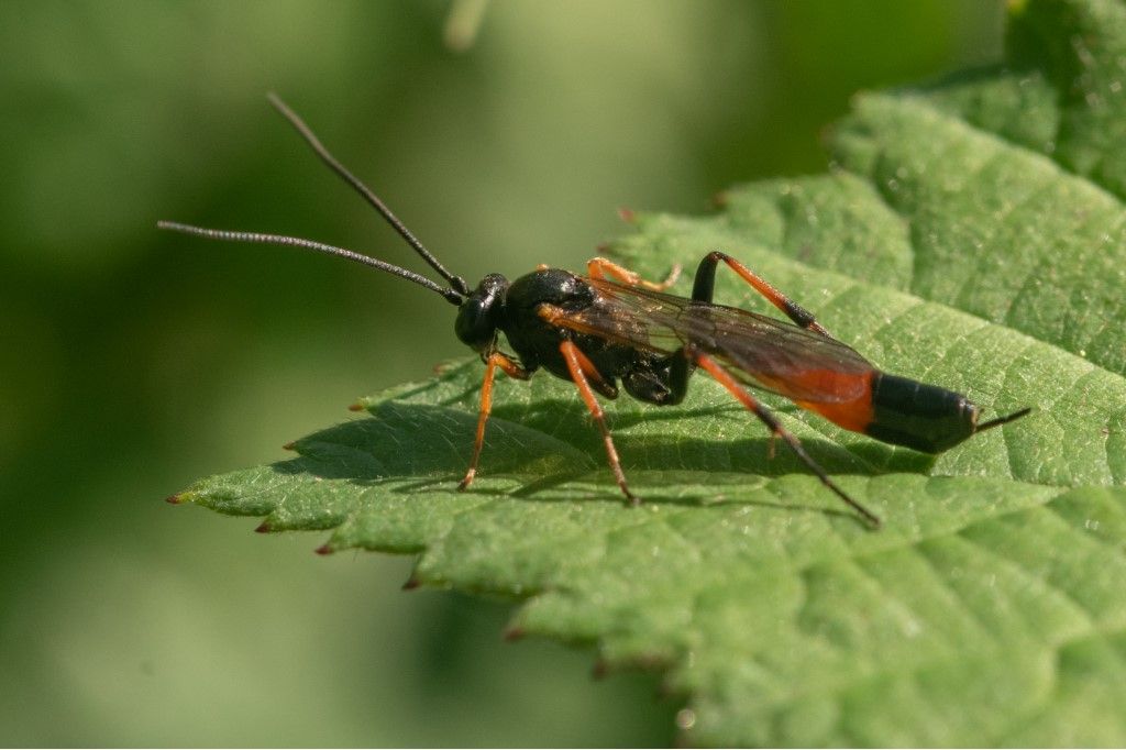 Ichneumonidae Campopleginae: Dusona sp.