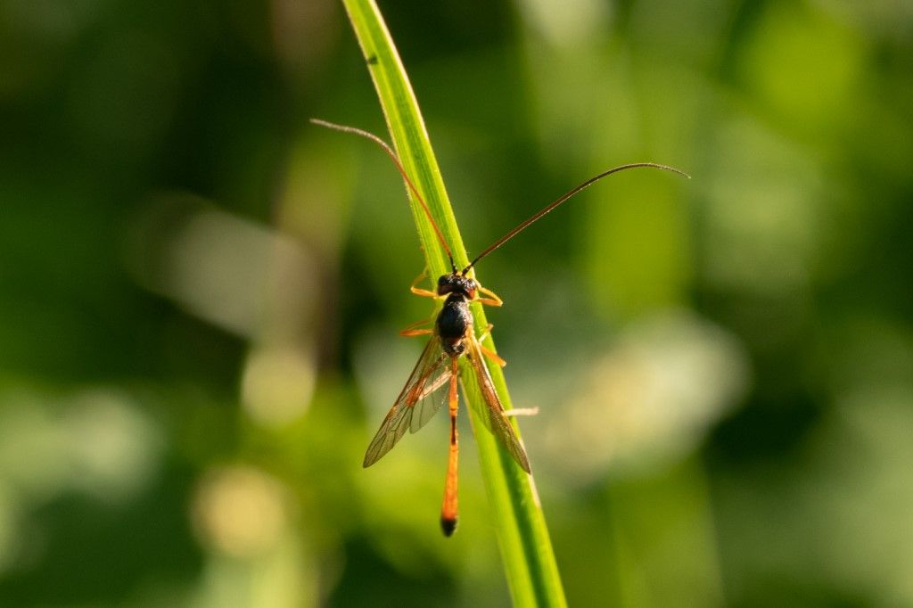 Ichneumonidae Anomaloninae da identificare