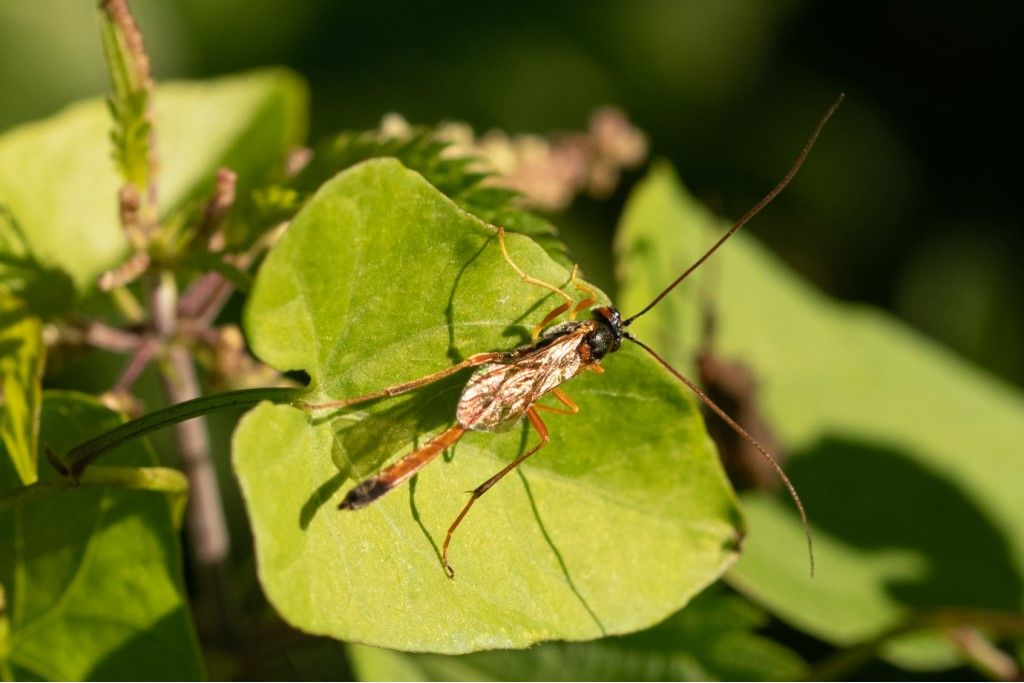 Ichneumonidae Anomaloninae da identificare