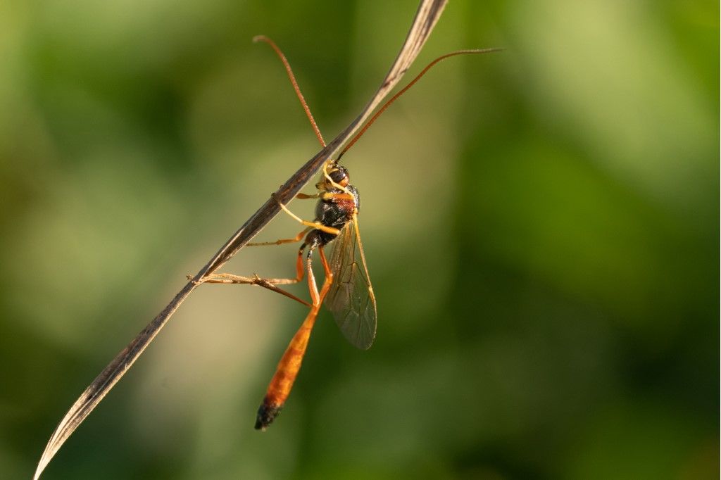 Ichneumonidae Anomaloninae da identificare