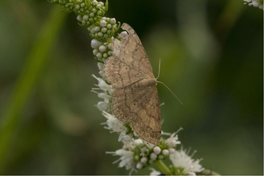 Scopula rubiginata ?