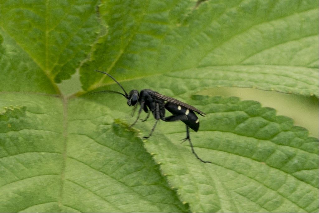 Aiuto per identificazione