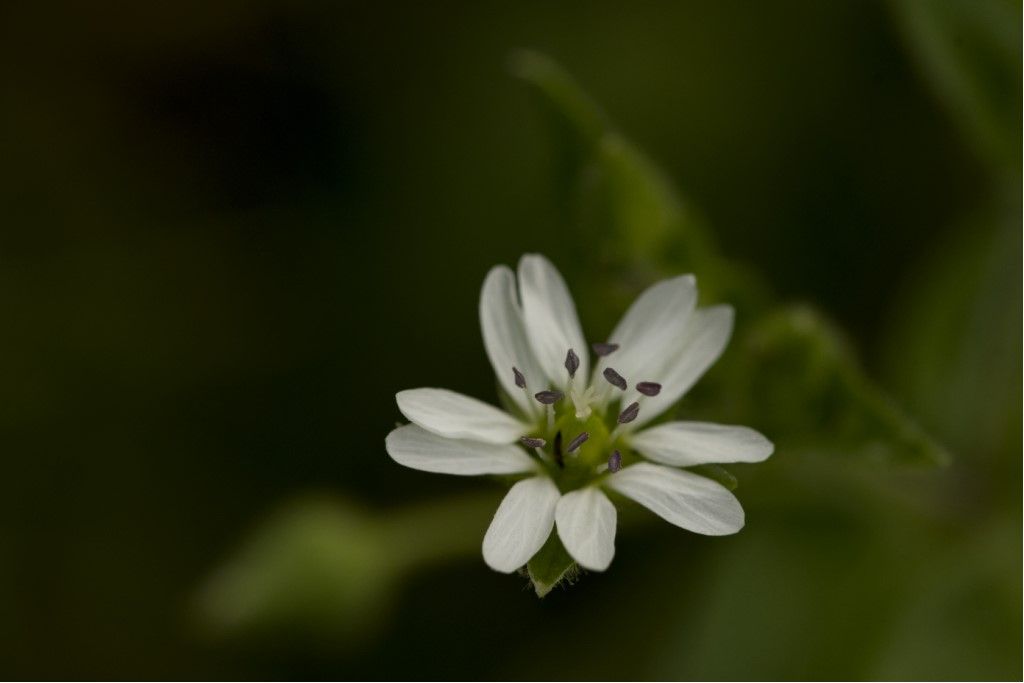 Aiuto per identificazione  ( Stellaria acquatica)