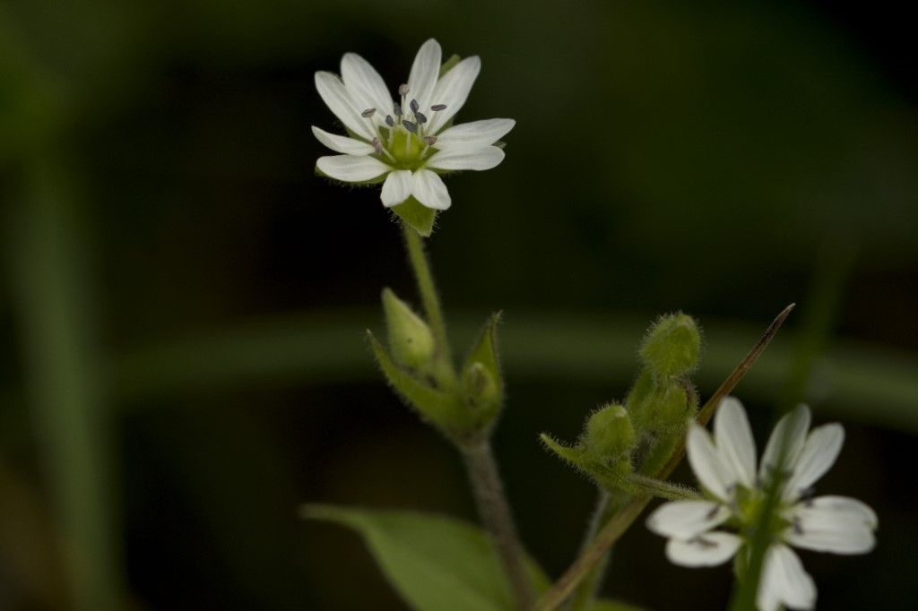 Aiuto per identificazione  ( Stellaria acquatica)