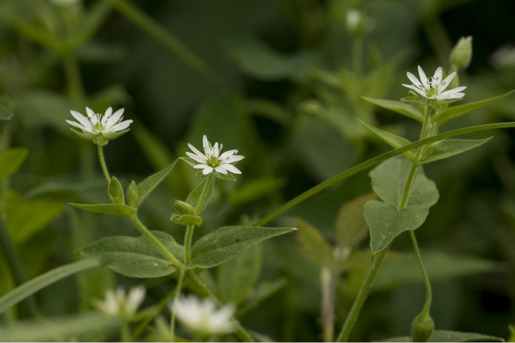 Aiuto per identificazione  ( Stellaria acquatica)