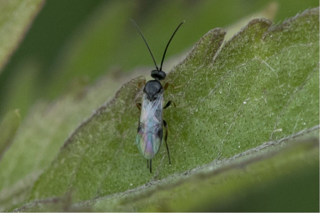 Cotesia glomerata ?