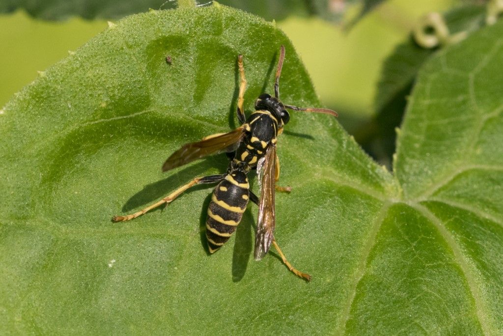 Vespidae: Polistes biglumis? No, Polistes spp.