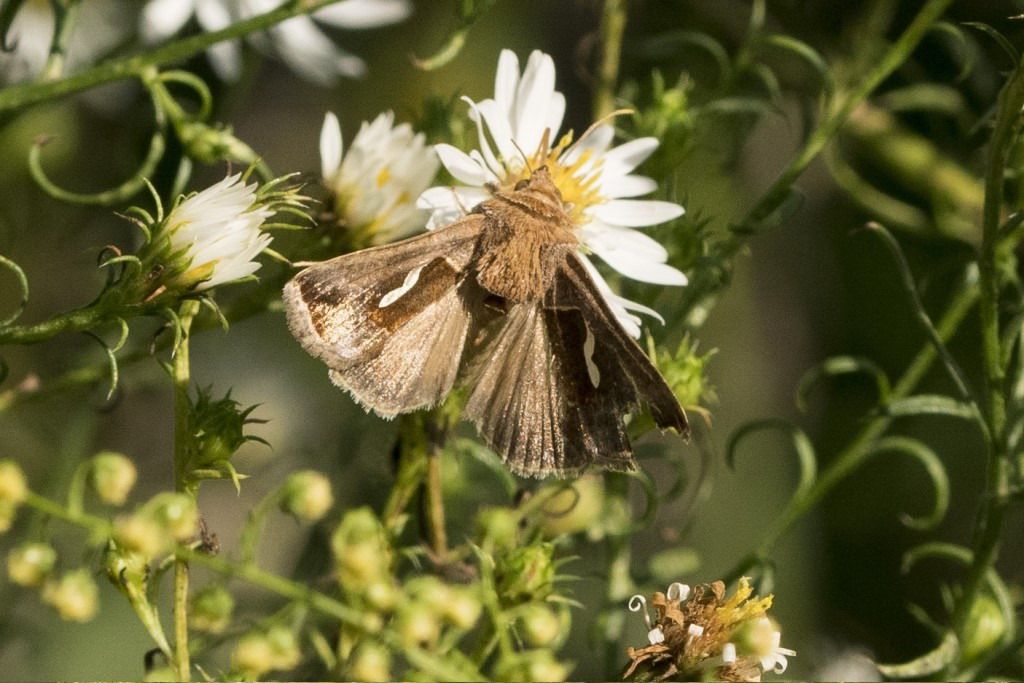 Farfallina da identificare