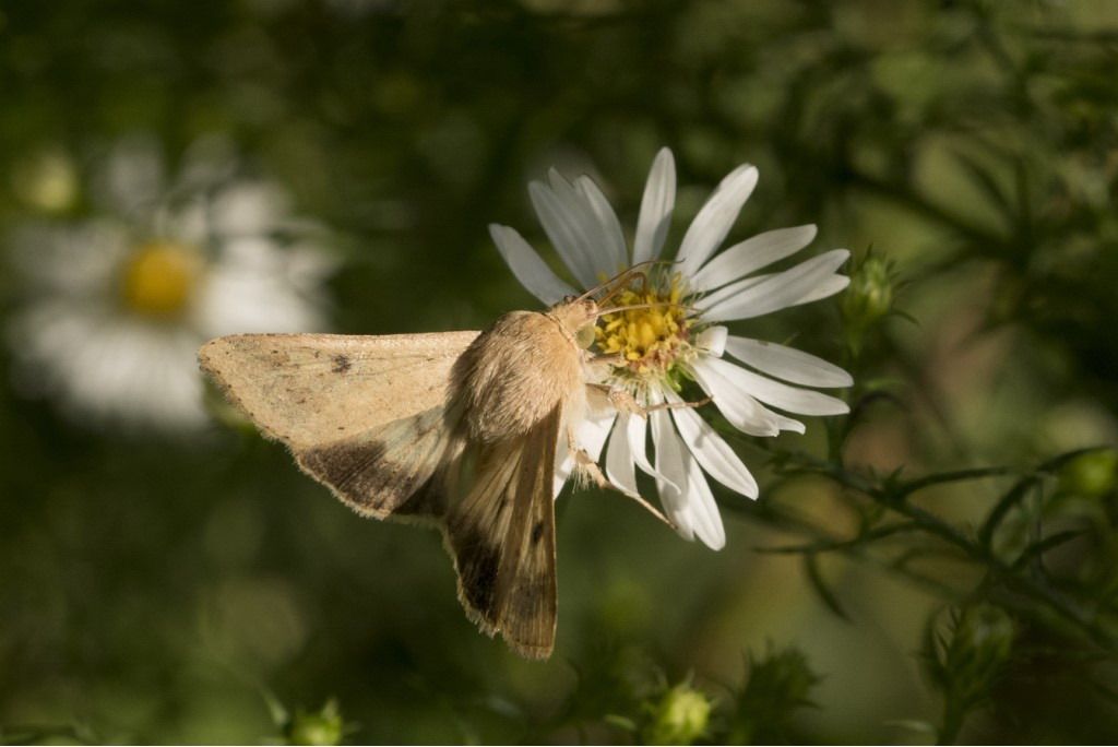 Farfallina da identificare