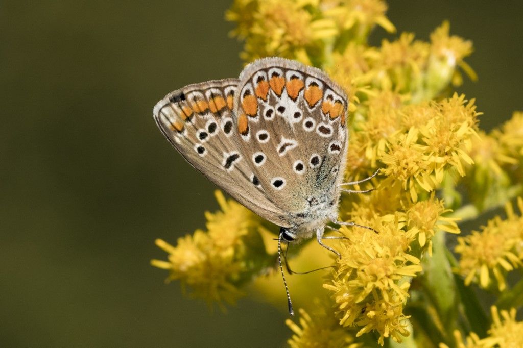 Lycaenidae da identificare