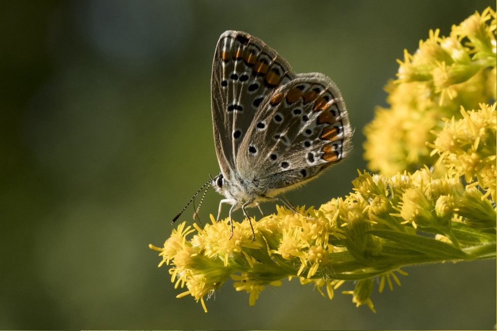 Lycaenidae da identificare