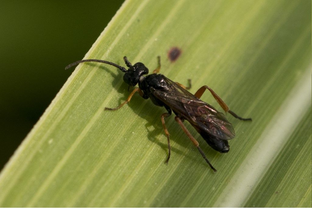 Hymenoptera da determinare.