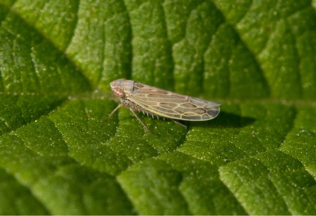 Cicadellidae da identificare