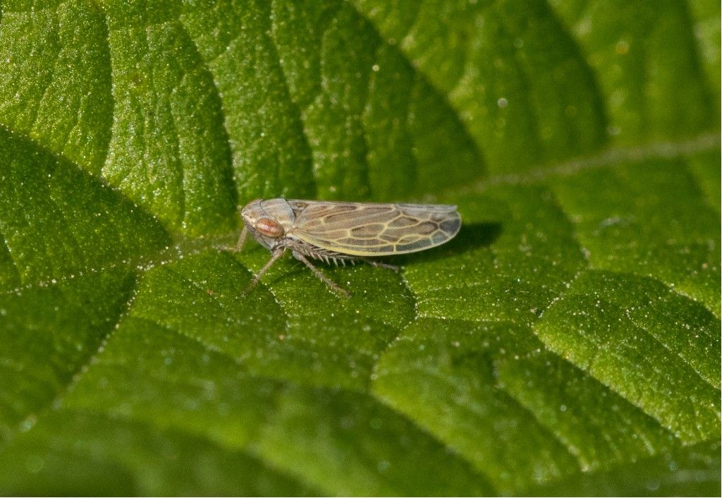 Cicadellidae da identificare