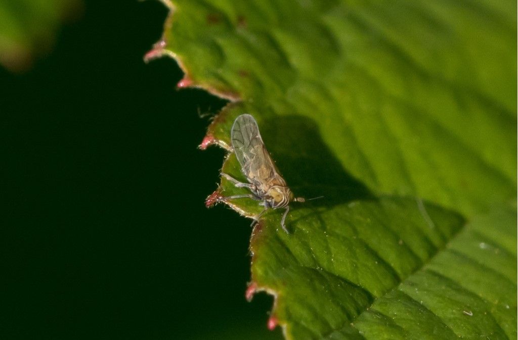 Delphacidae da identificare