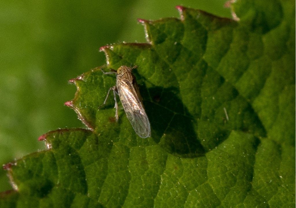 Delphacidae da identificare