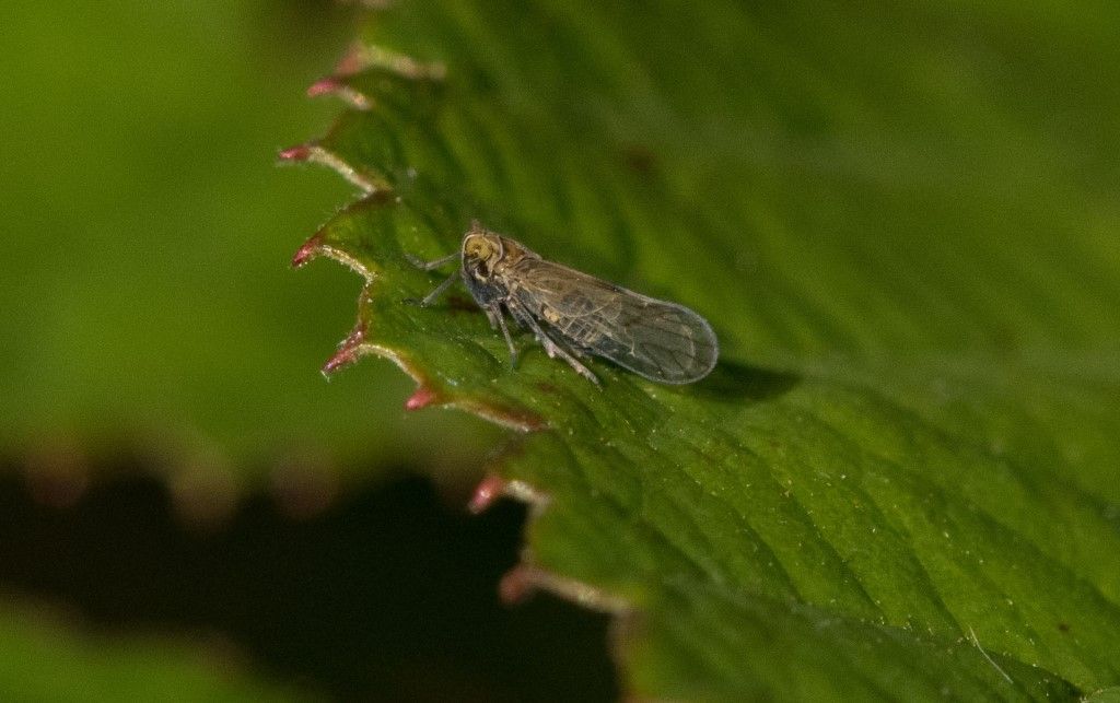 Delphacidae da identificare