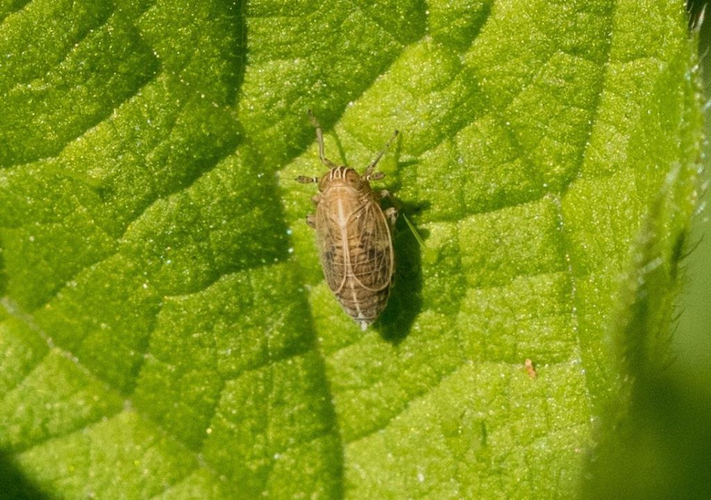 Delphacidae da identificare