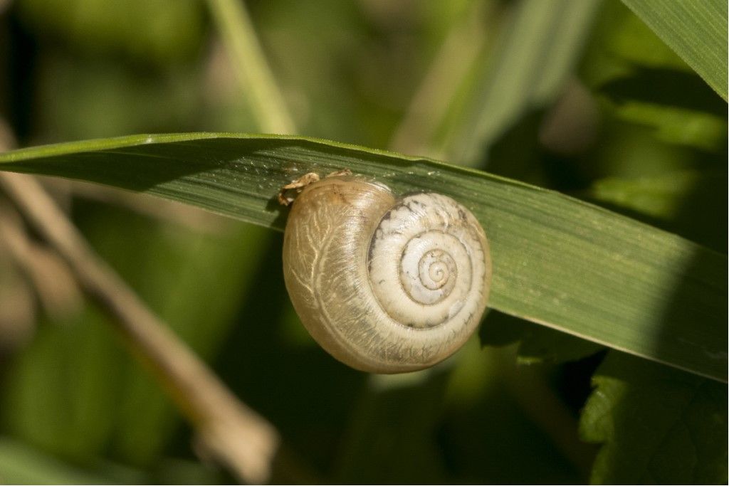 Sono tutte Monacha cantiana ?