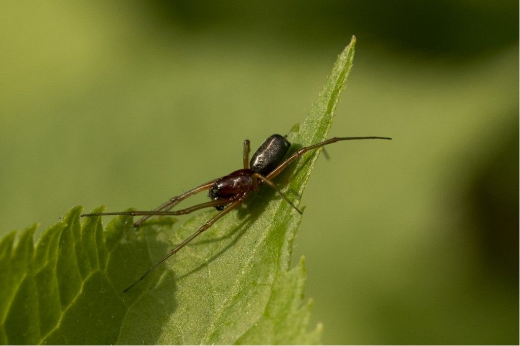 Frontinellina frutetorum maschio