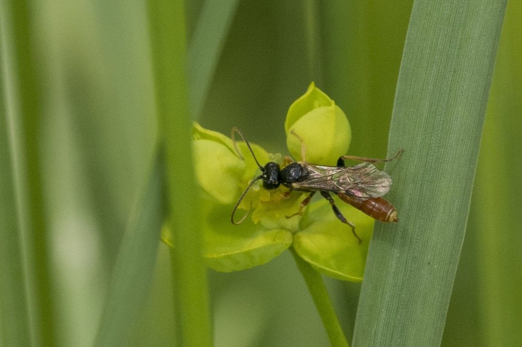 Ichneumonoidea sp.