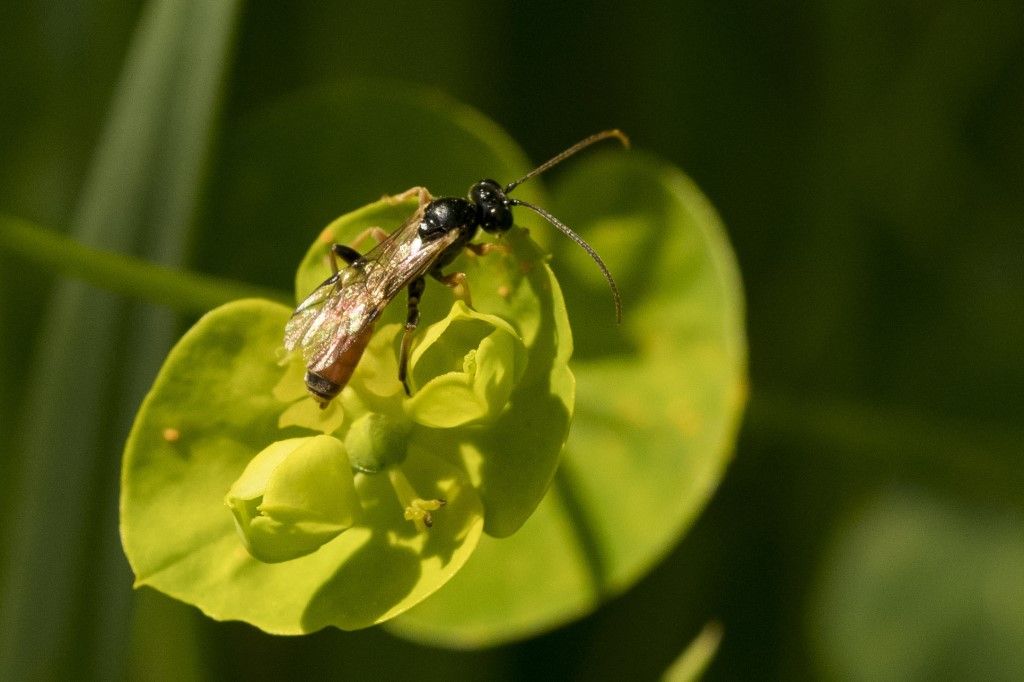 Ichneumonoidea sp.