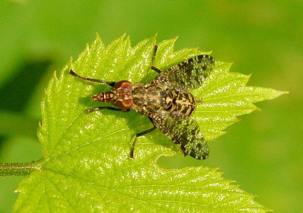 Diptera da identificare probabilmente TEPHRITIDAE