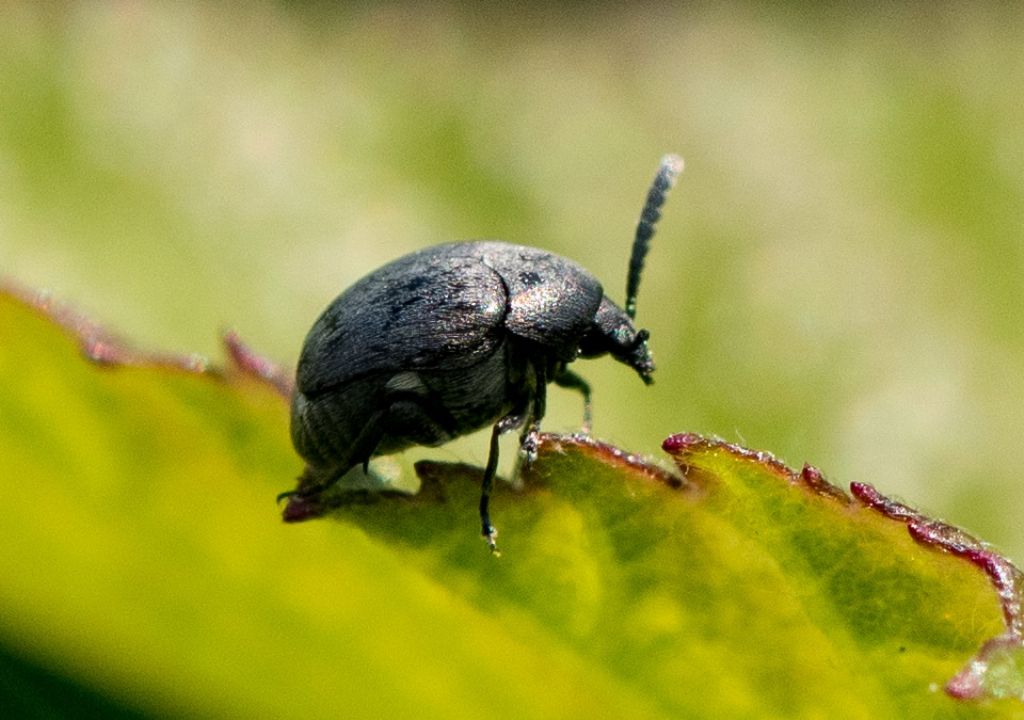 Chrysomelidae Bruchinae: Spermophagus sp.