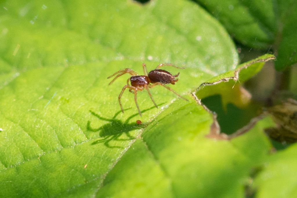 Aiuto identificazione piccolo ragnetto rosso