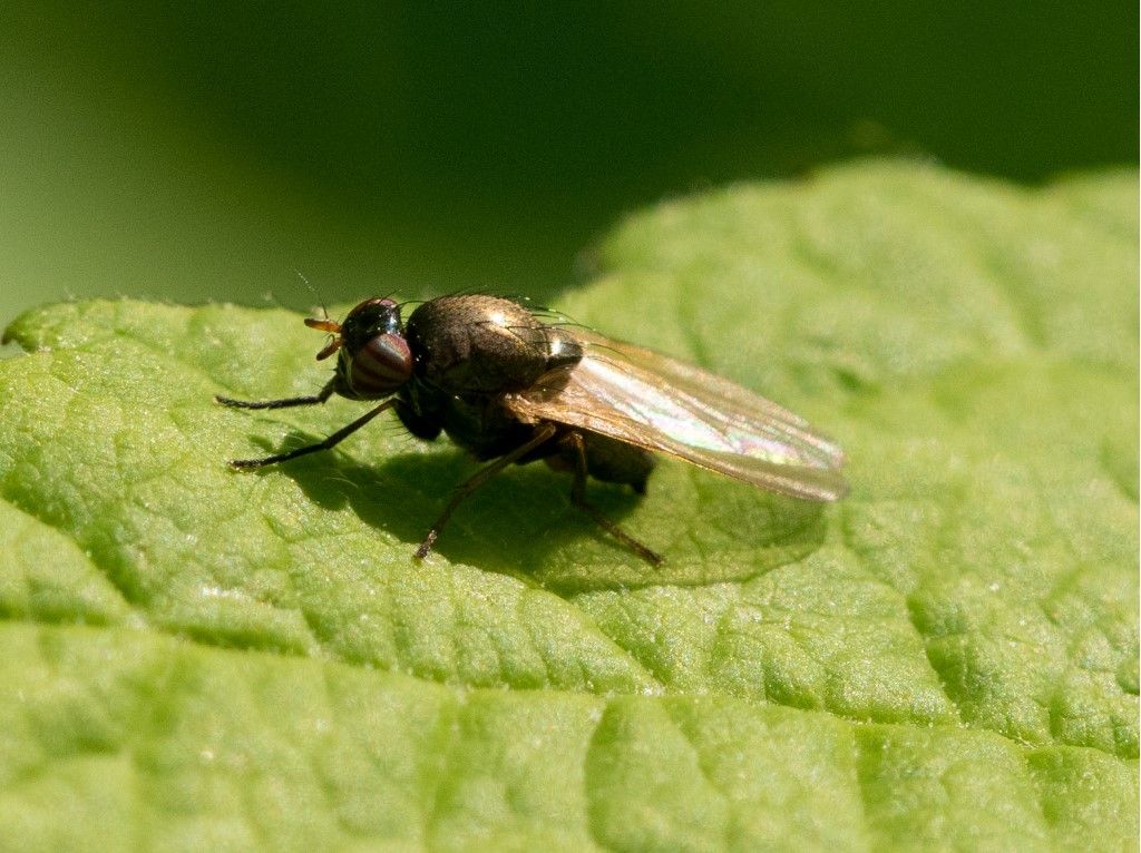 Diptera da identificare probabilmente Lauxaniidae