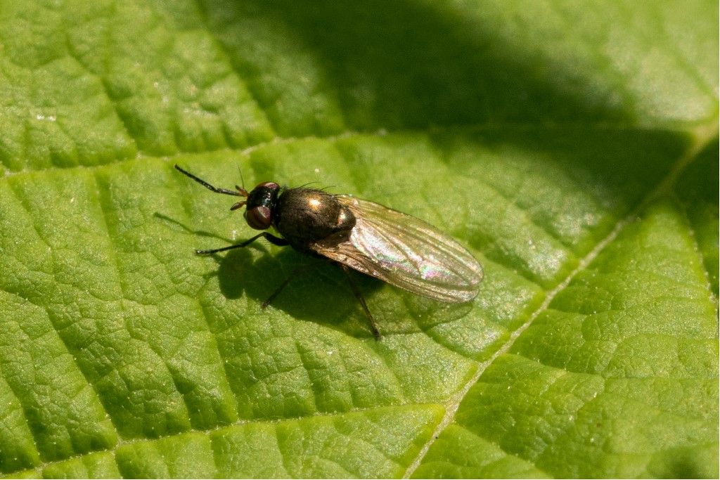 Diptera da identificare probabilmente Lauxaniidae