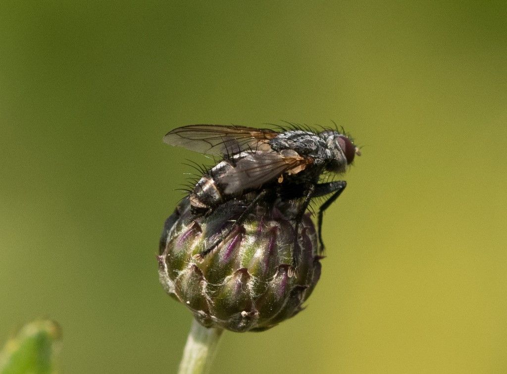 Diptera da identificare