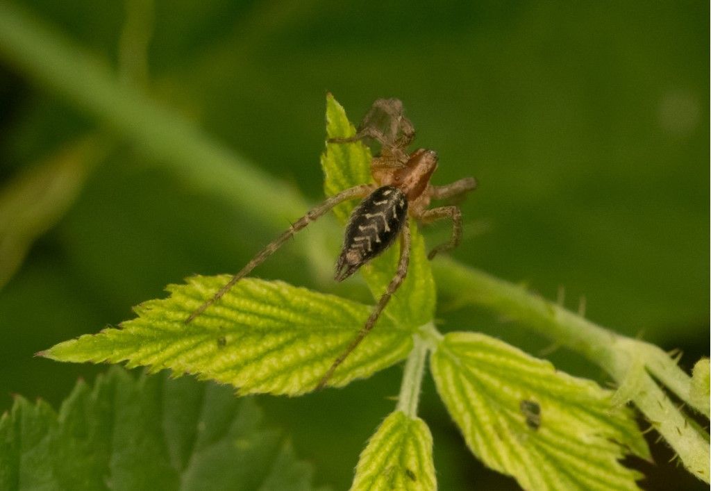 probabile Agelenidae da identificare