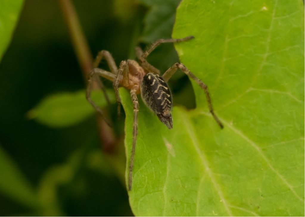 probabile Agelenidae da identificare