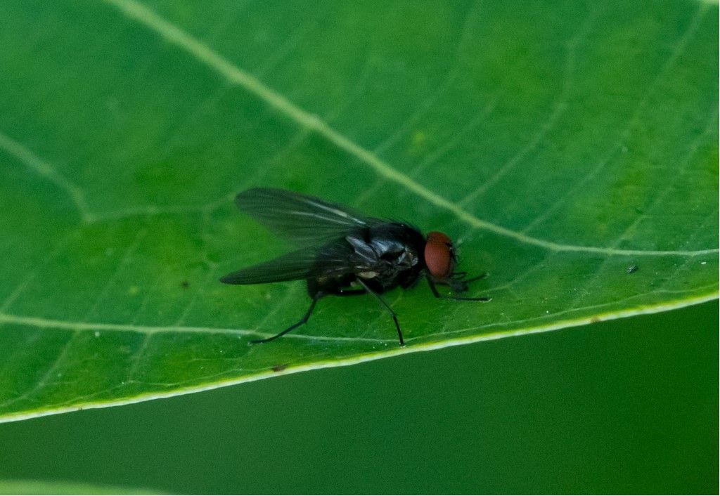 Diptera da identificare