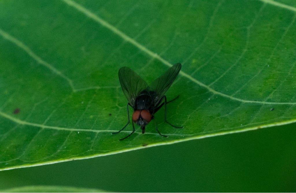 Diptera da identificare