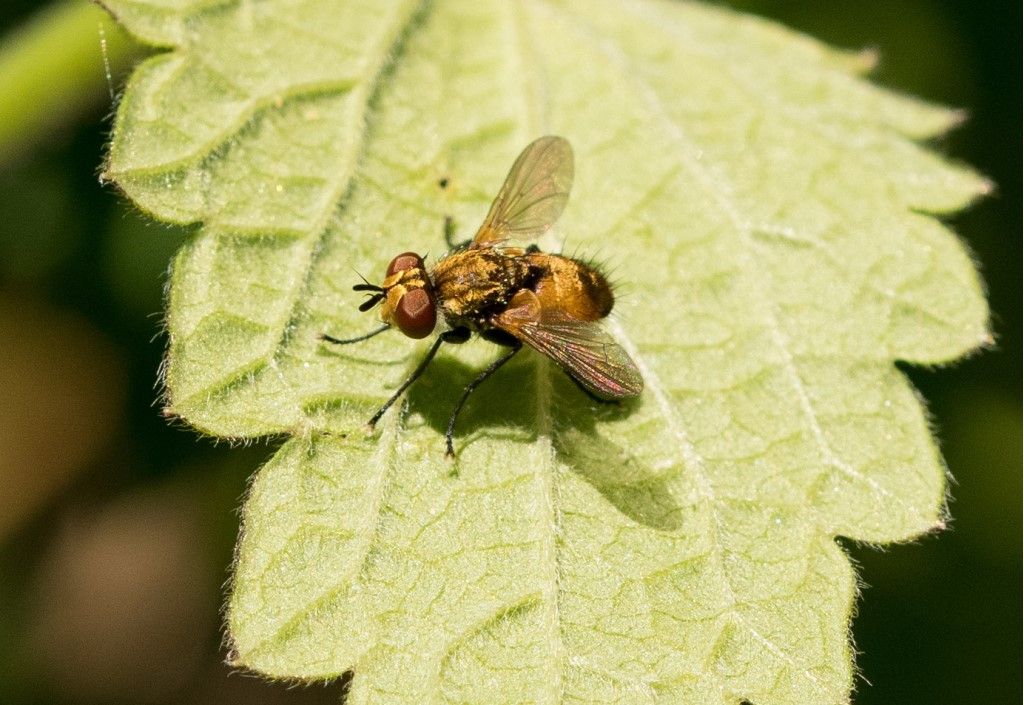 Diptera da identificare