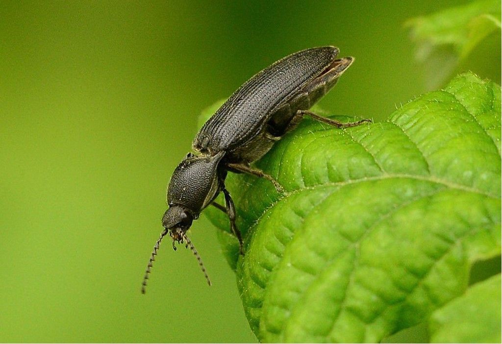 Elateridae da identificare