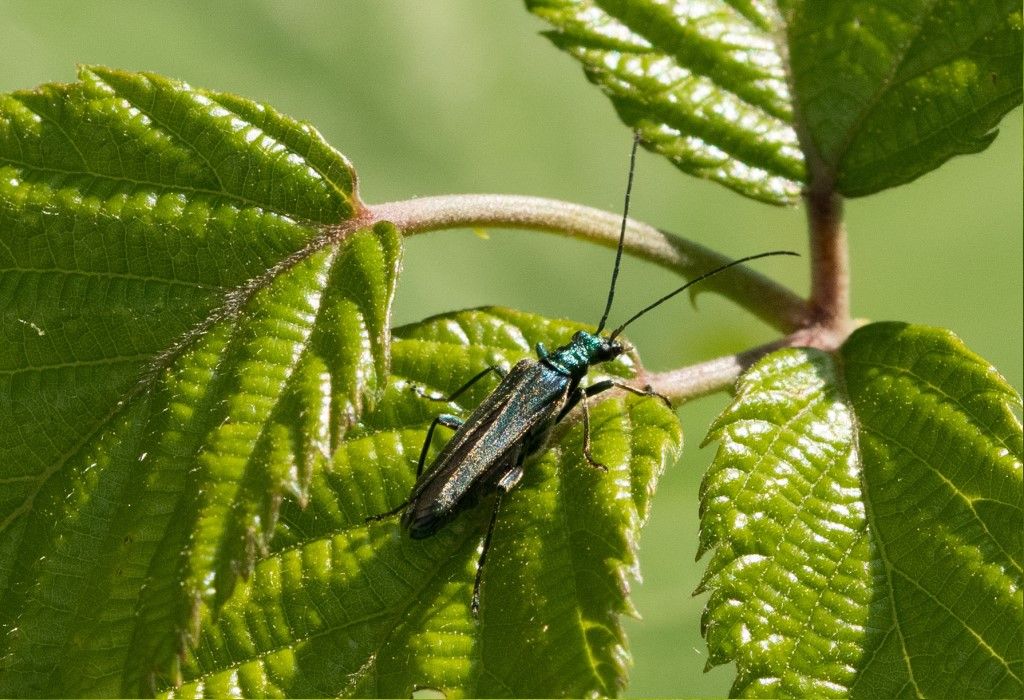 Oedemera nobilis femmina ? S.