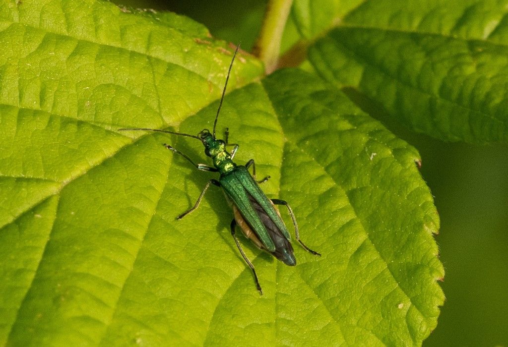 Oedemera nobilis femmina ? S.