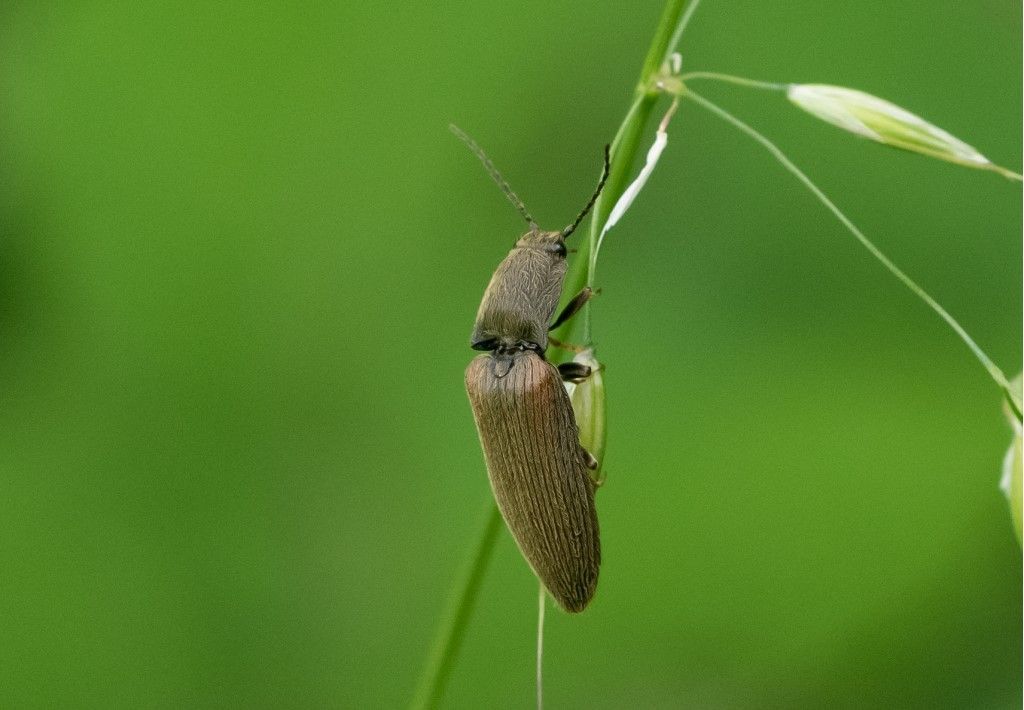 Elateridae: Athous sp.