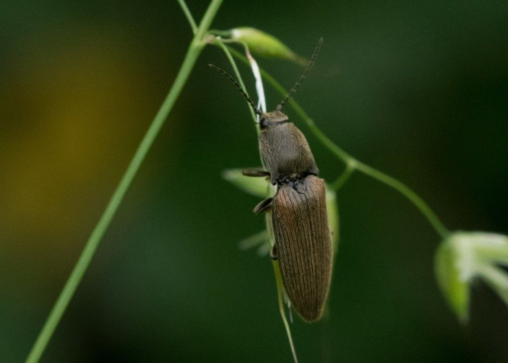 Elateridae: Athous sp.