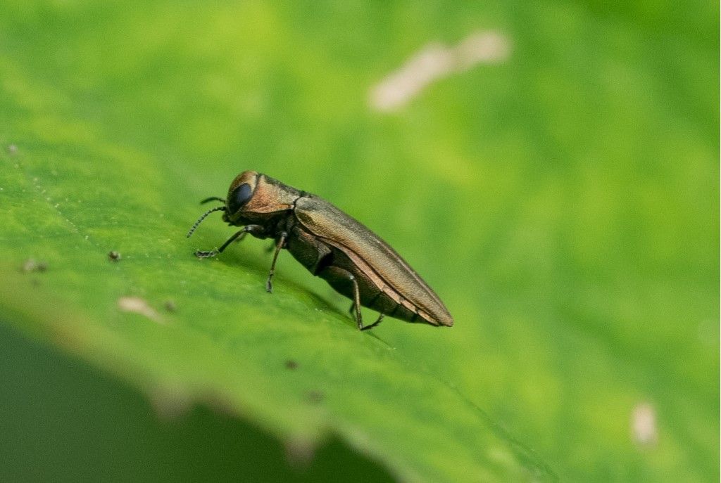 Buprestidae: Agrilus sp.