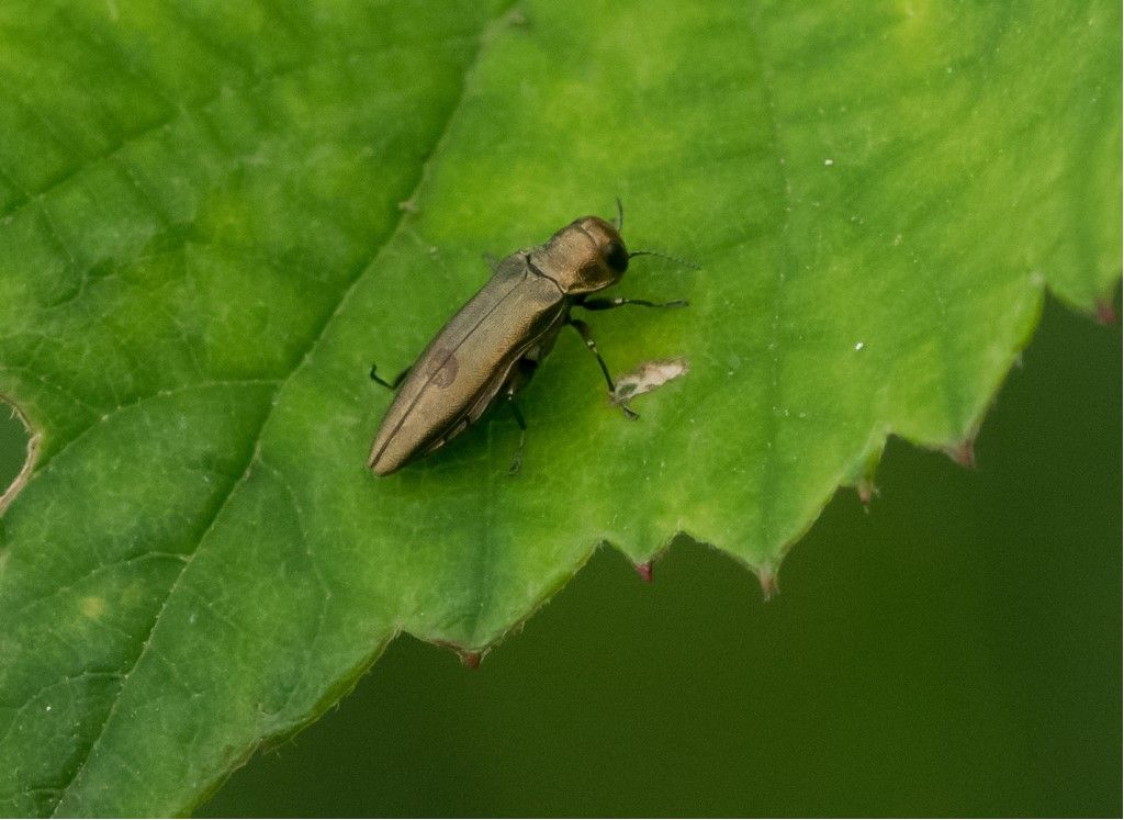 Buprestidae: Agrilus sp.