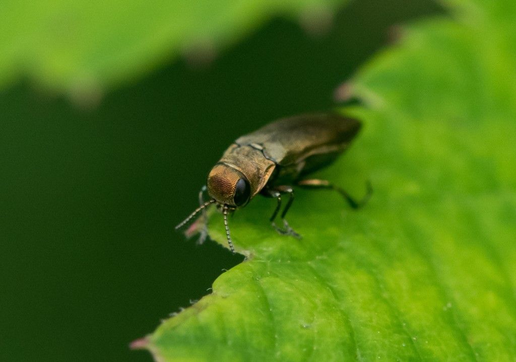 Buprestidae: Agrilus sp.