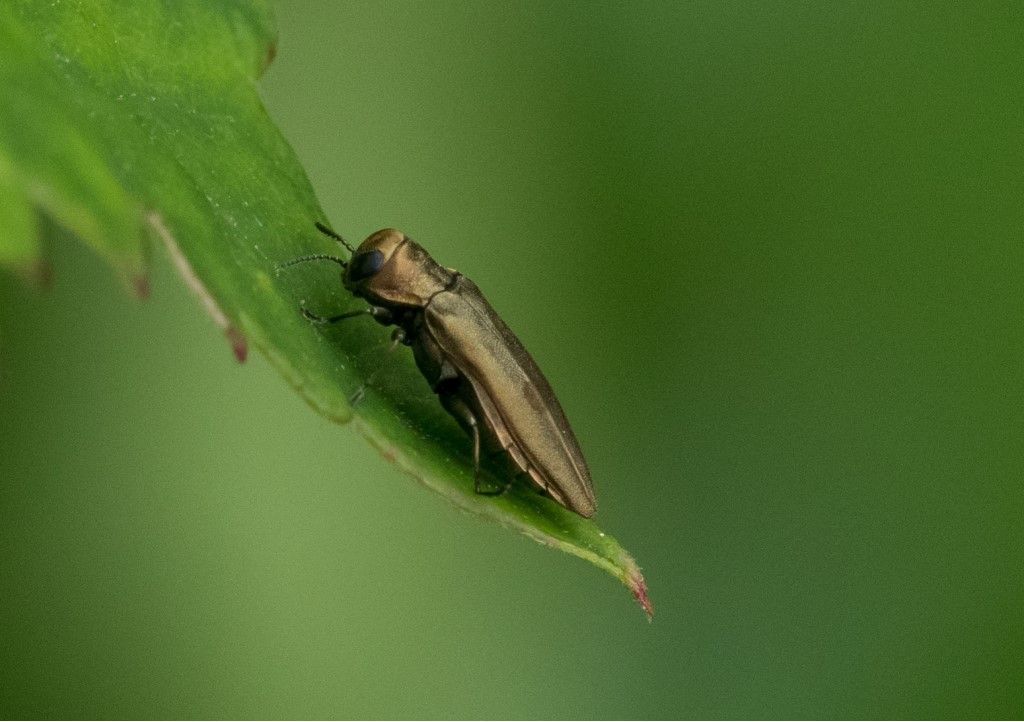 Buprestidae: Agrilus sp.